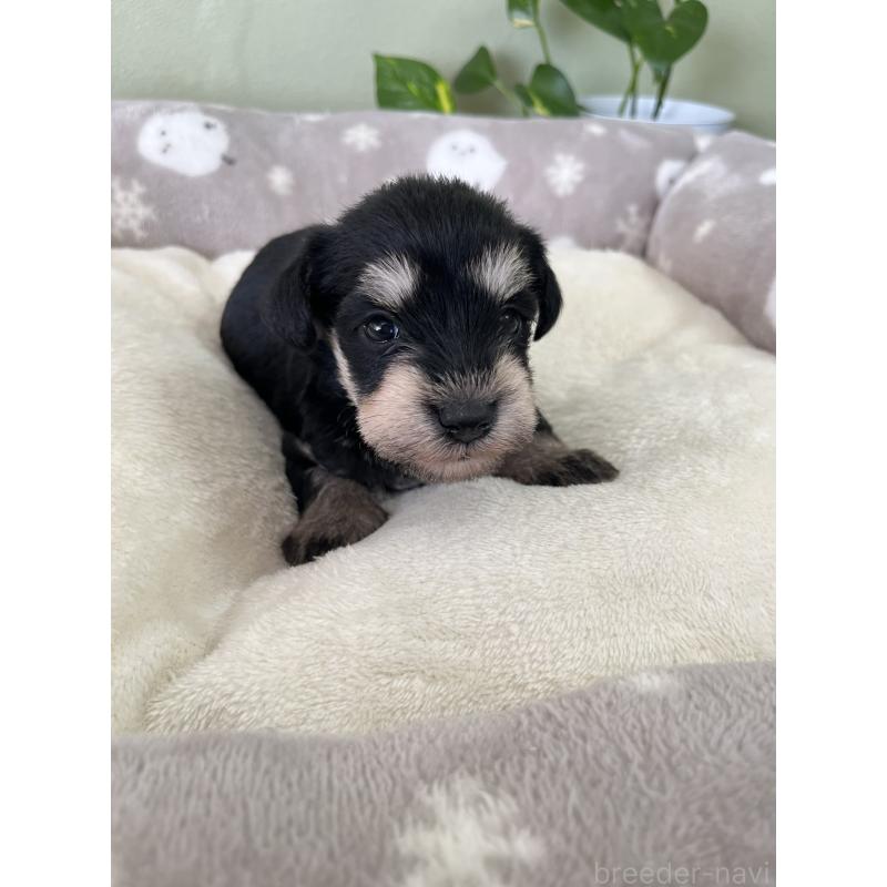 販売中の岡山県のミニチュアシュナウザー-438671の3枚目