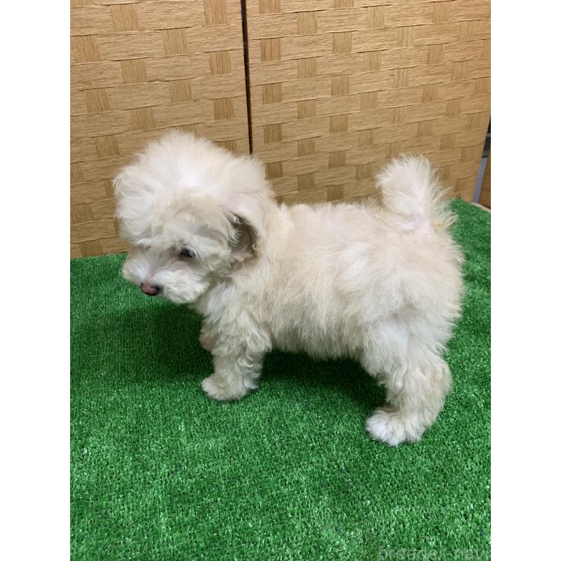 成約済の福岡県のトイプードル-435923の4枚目