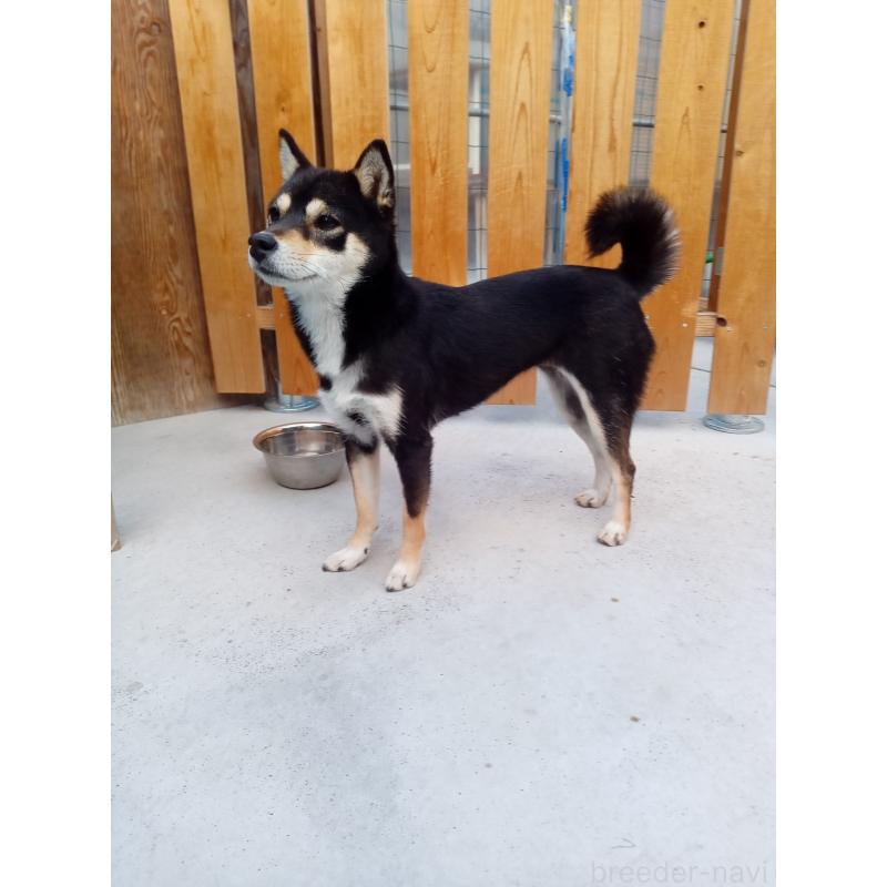 販売中の和歌山県の豆柴-438674の4枚目