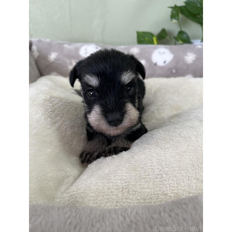 販売中の岡山県のミニチュアシュナウザー-438673の3枚目