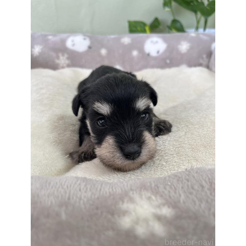 販売中の岡山県のミニチュアシュナウザー-438673の2枚目