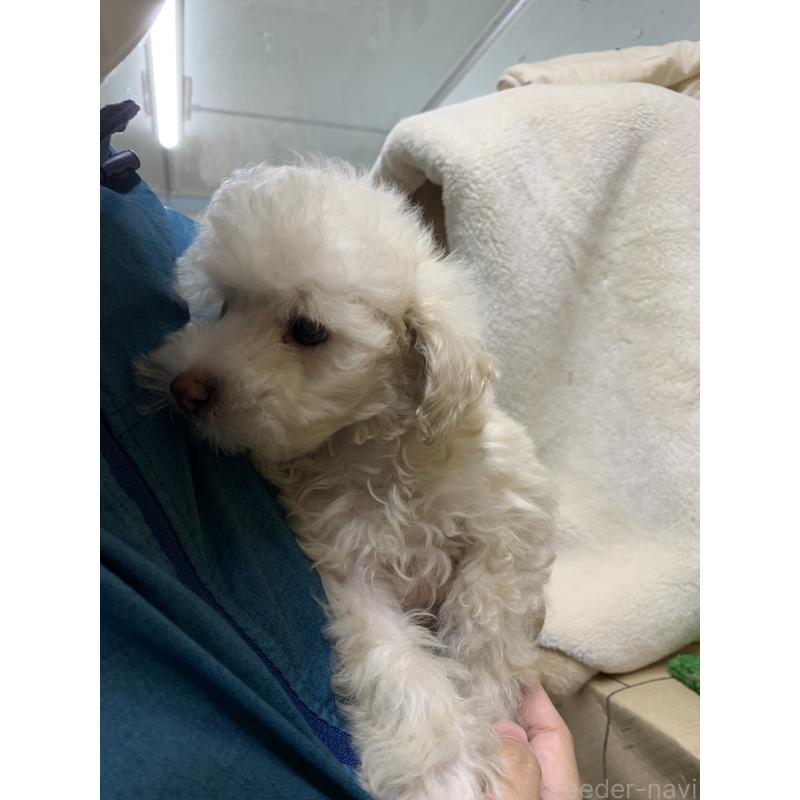 成約済の福岡県のトイプードル-435923の2枚目