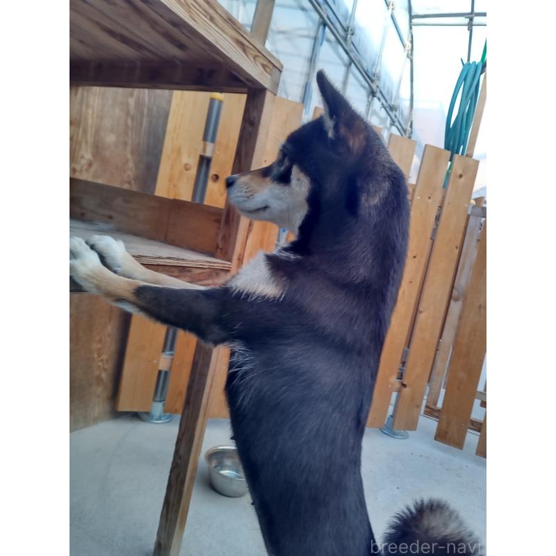 販売中の和歌山県の豆柴-438674の3枚目