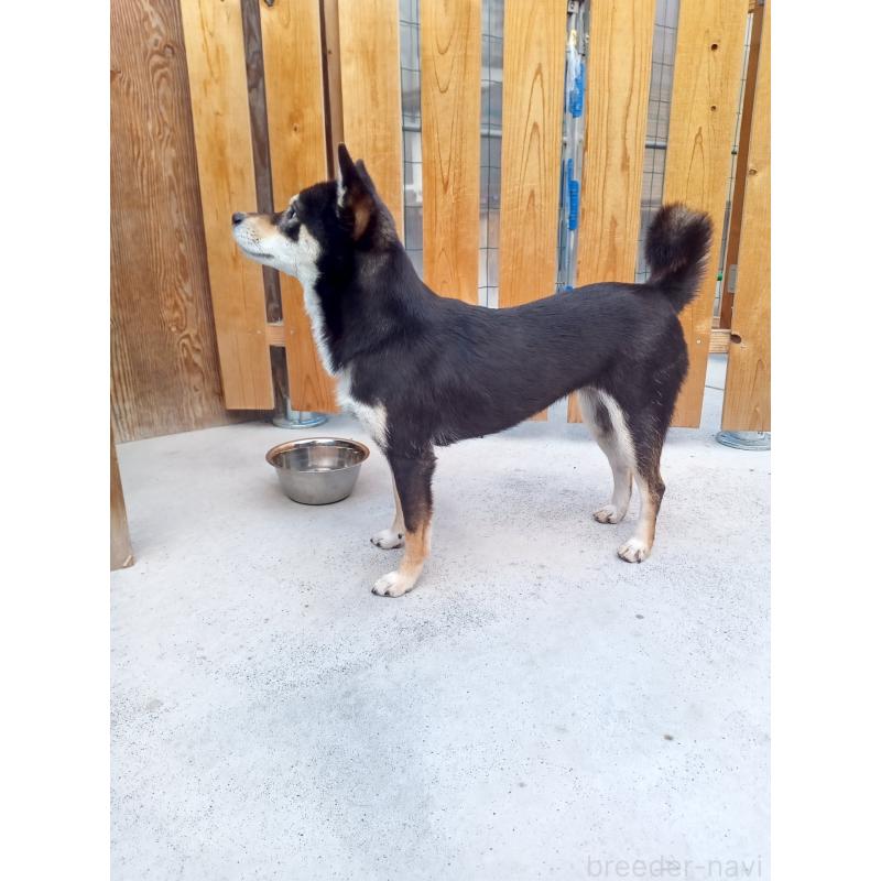 販売中の和歌山県の豆柴-438674の2枚目