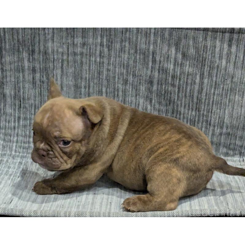 販売中の兵庫県のエキゾチックブリー-437015