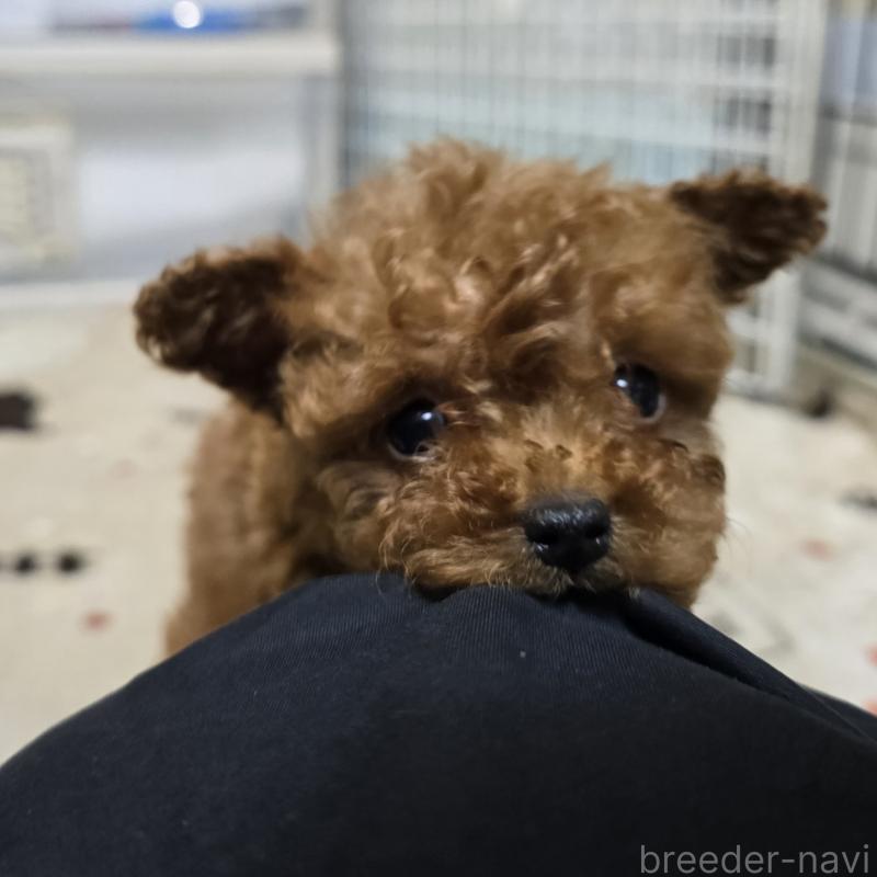 成約済の岡山県のトイプードル-431691の3枚目