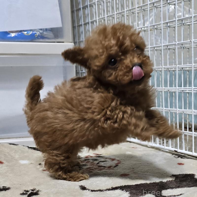 成約済の岡山県のトイプードル-431691の2枚目