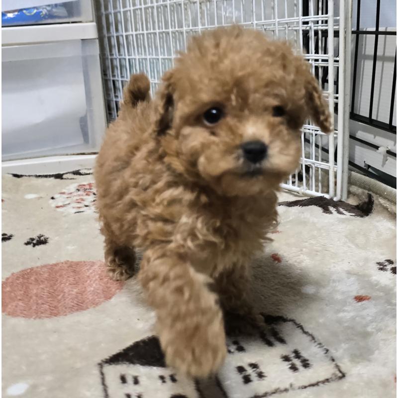 販売中の岡山県のトイプードル-431692