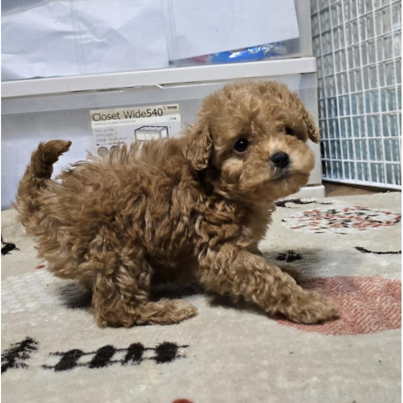 成約済の岡山県のトイプードル-431692の3枚目