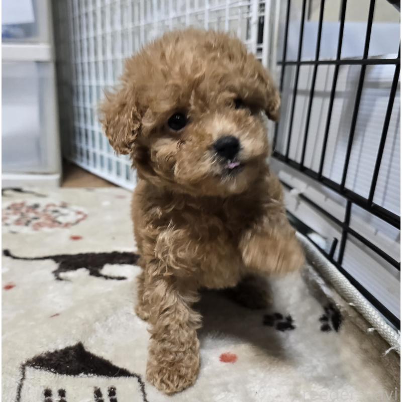 成約済の岡山県のトイプードル-431692の2枚目