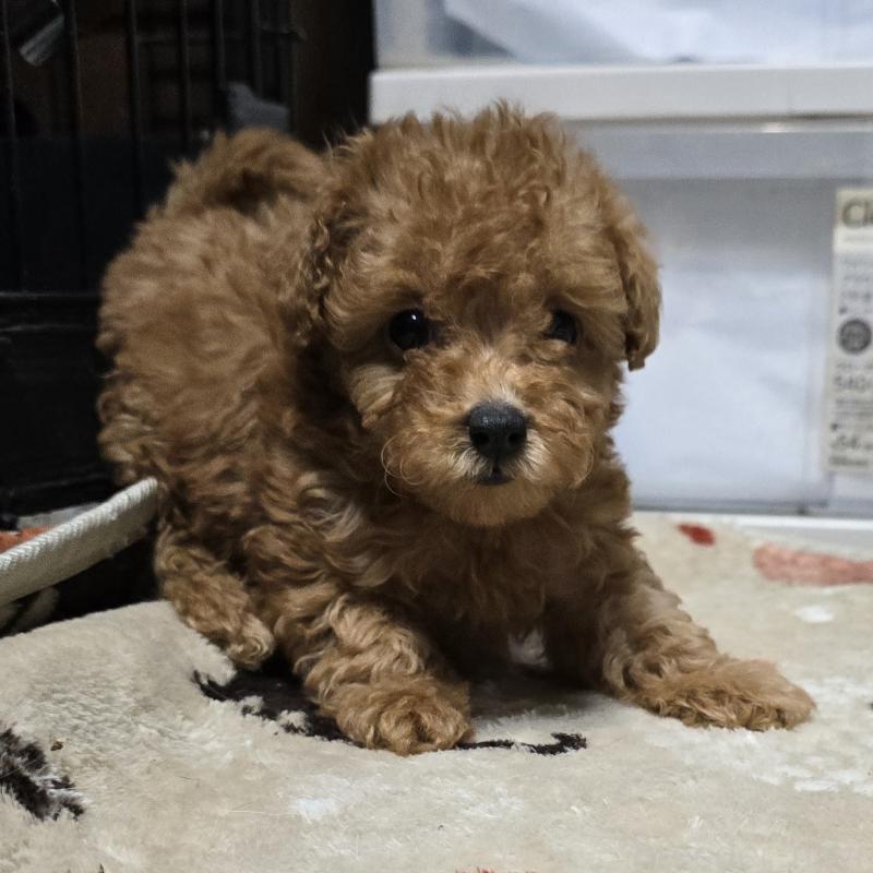 販売中の岡山県のトイプードル-431695