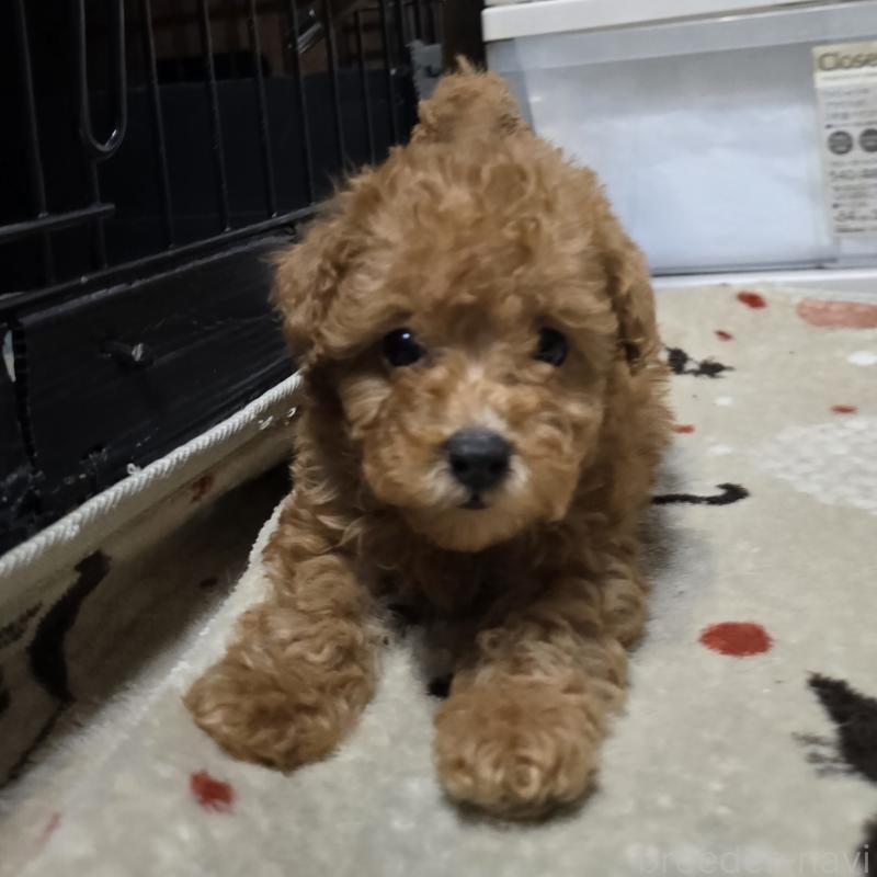 成約済の岡山県のトイプードル-431695の2枚目