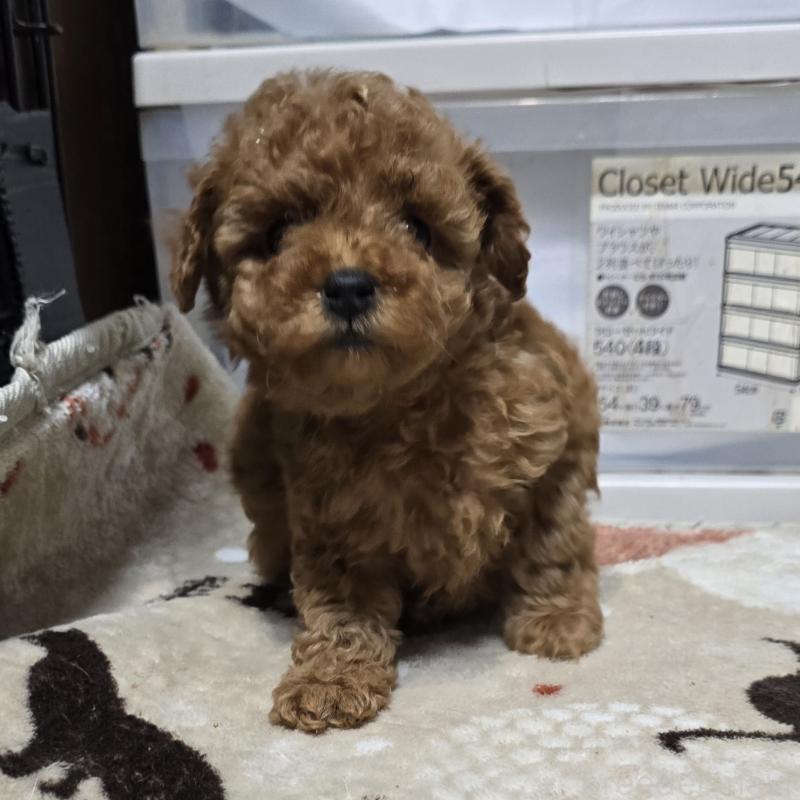 販売中の岡山県のトイプードル-431693