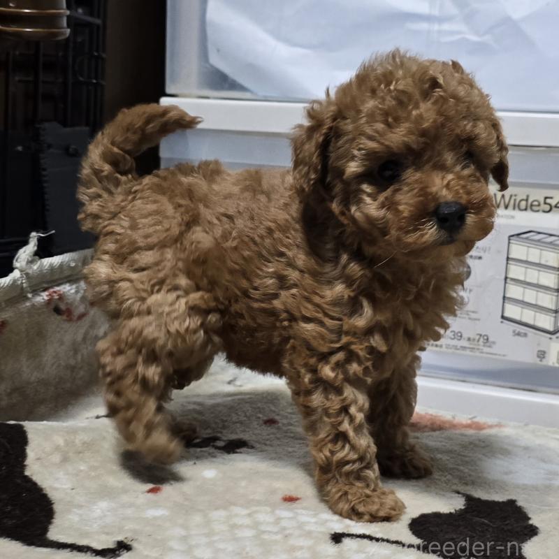 成約済の岡山県のトイプードル-431693の3枚目