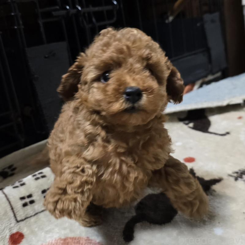 成約済の岡山県のトイプードル-431693の2枚目