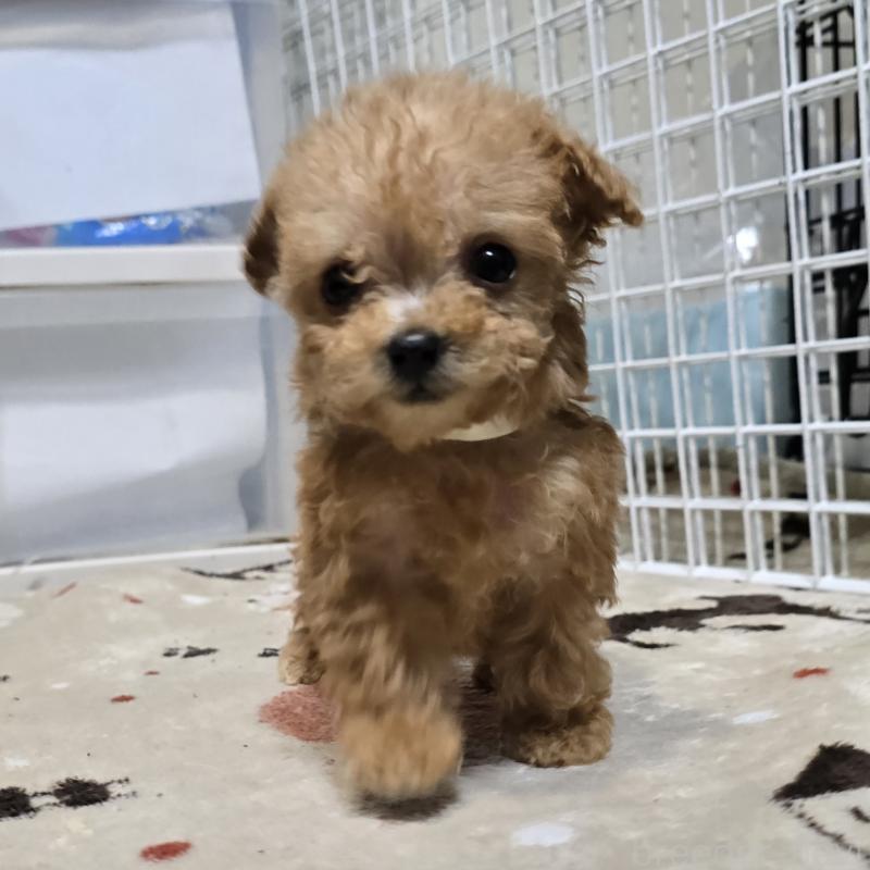 成約済の岡山県のトイプードル-431697の1枚目