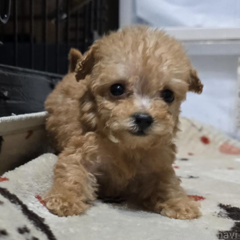 成約済の岡山県のトイプードル-431697の3枚目