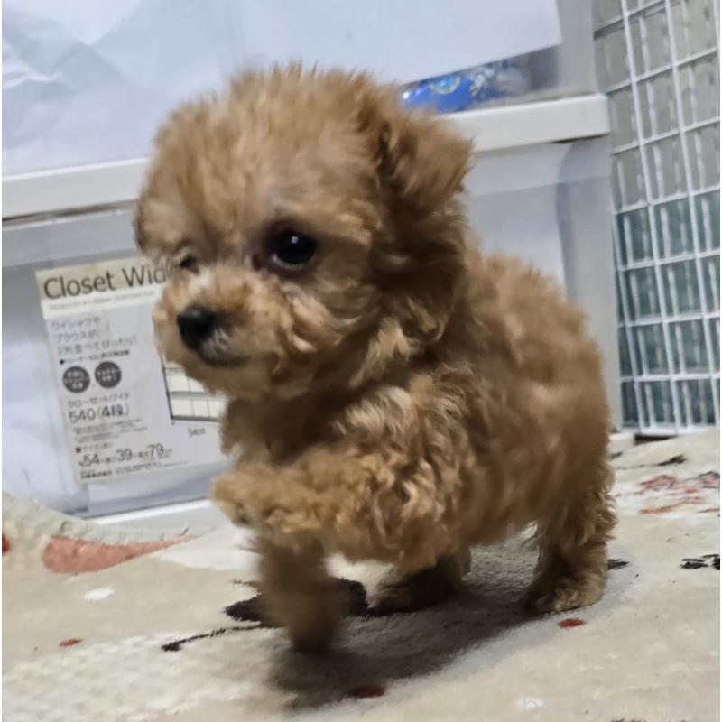 成約済の岡山県のトイプードル-431697の2枚目