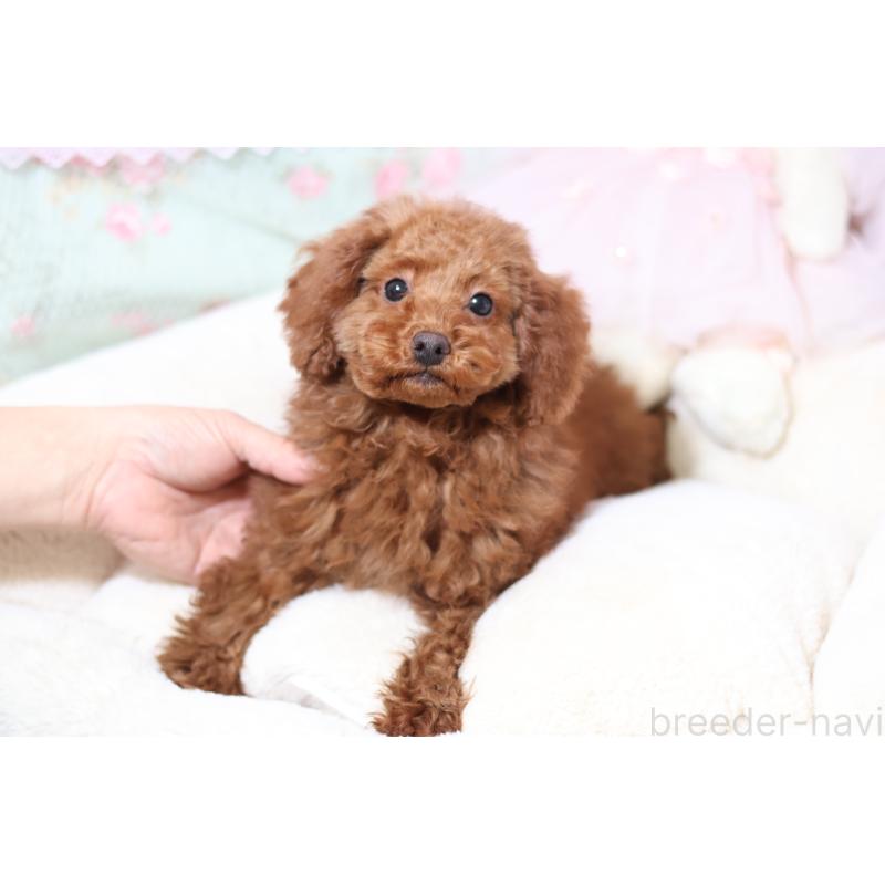 販売中の大阪府のタイニープードル-438676の2枚目