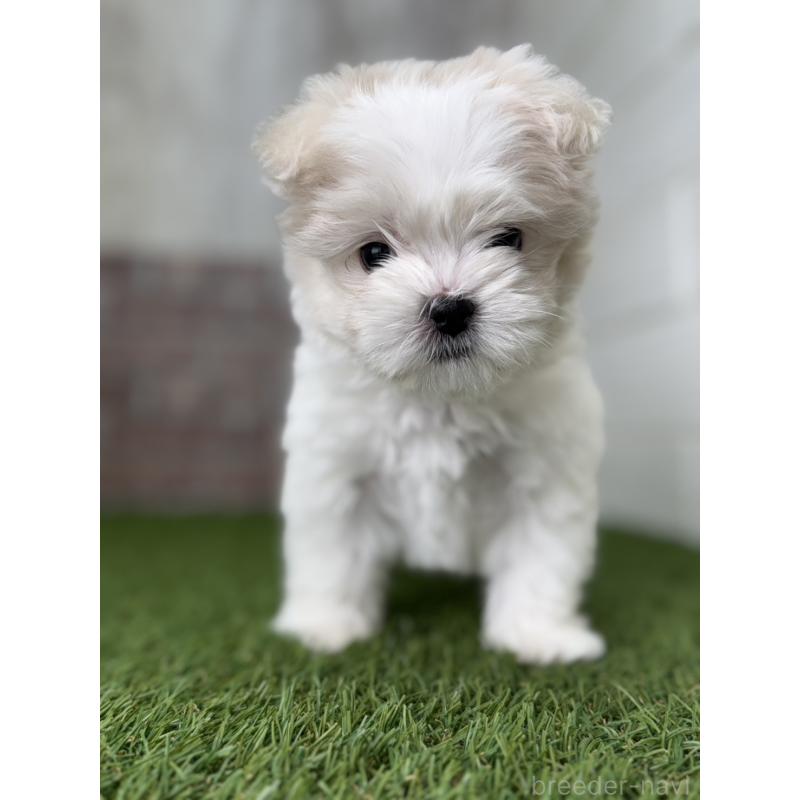 販売中の三重県のマルチーズ-438677の5枚目