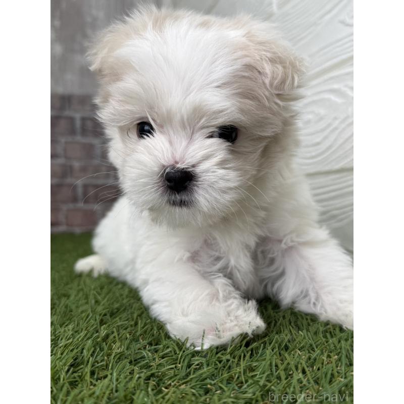 販売中の三重県のマルチーズ-438677の4枚目