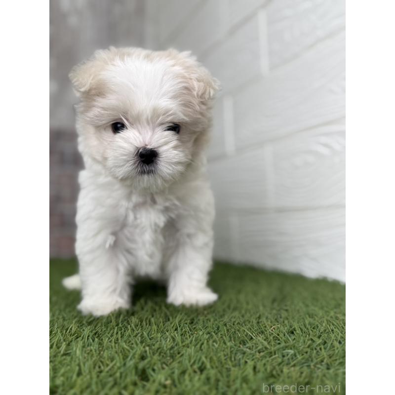 販売中の三重県のマルチーズ-438677の3枚目