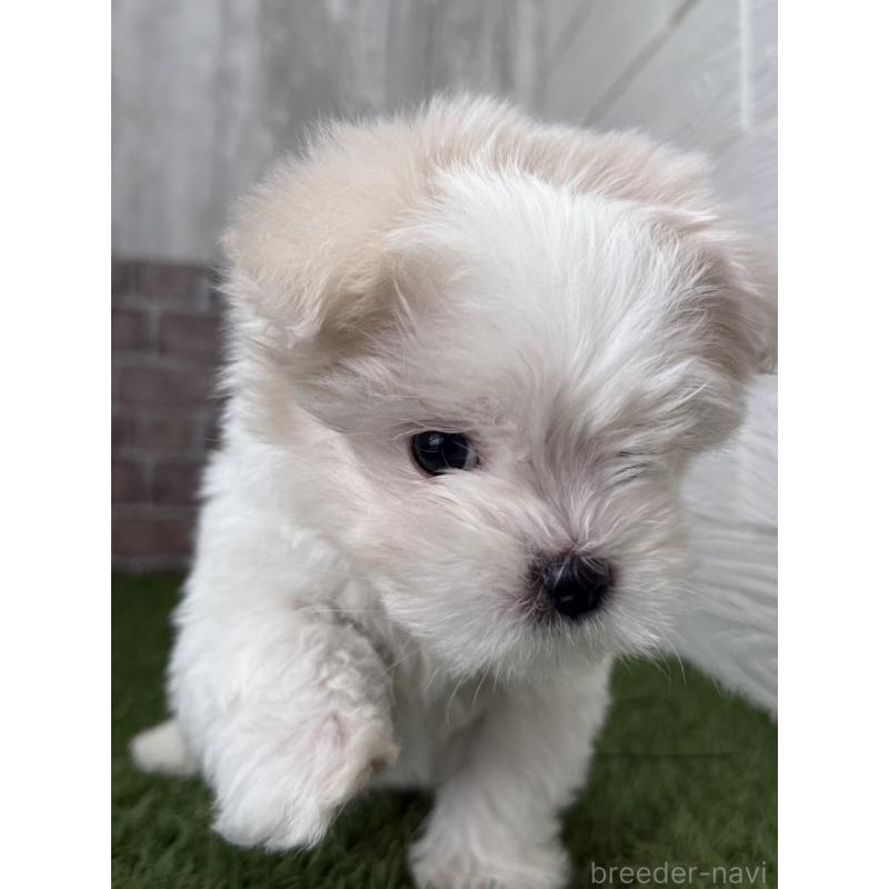 販売中の三重県のマルチーズ-438677の2枚目