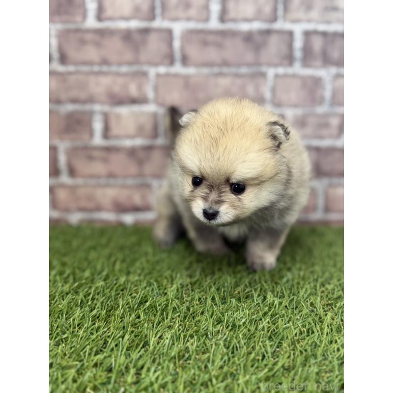 販売中の三重県のポメラニアン-438678の6枚目