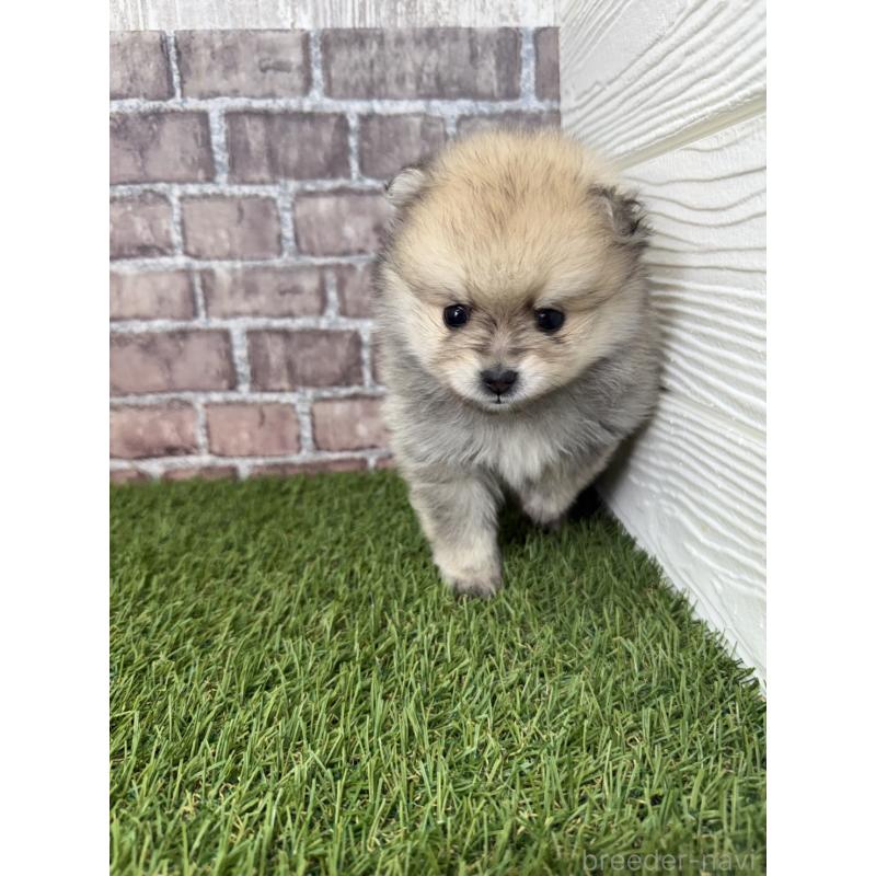 販売中の三重県のポメラニアン-438678の5枚目