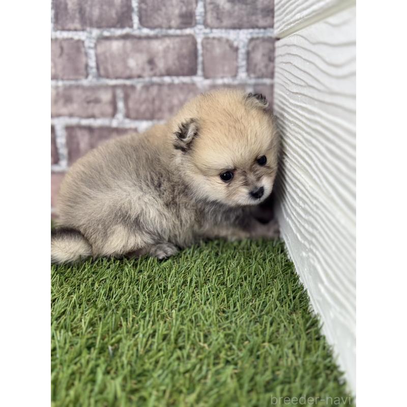 販売中の三重県のポメラニアン-438678の4枚目