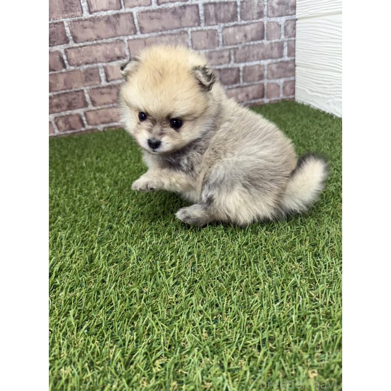 販売中の三重県のポメラニアン-438678の3枚目