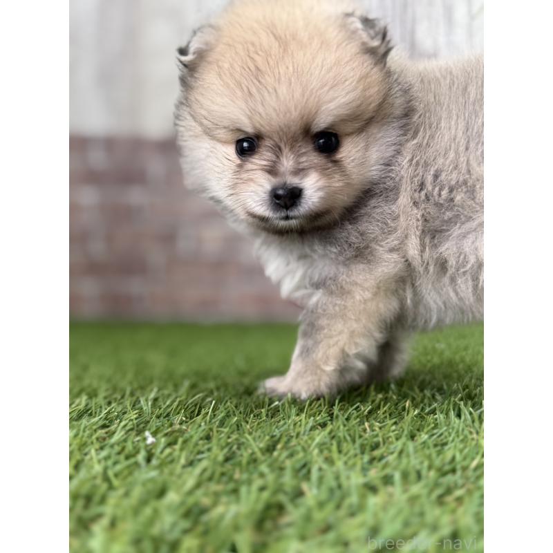 販売中の三重県のポメラニアン-438678の2枚目