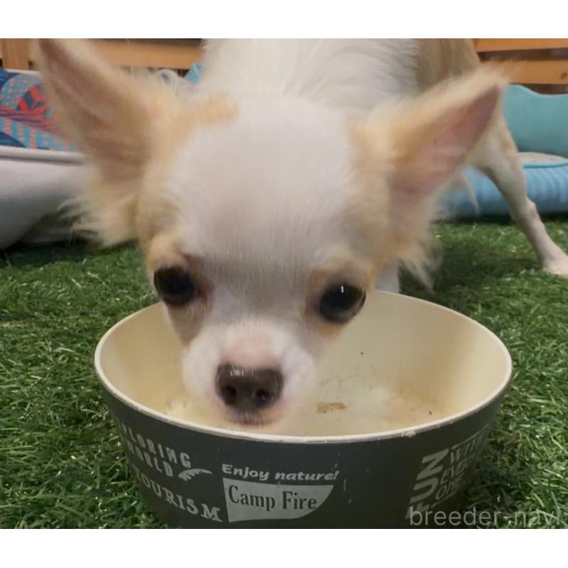 成約済の埼玉県のチワワ(ロングコート)-408273の5枚目