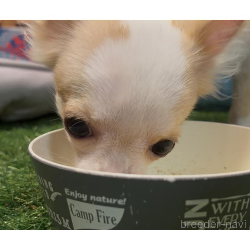 成約済の埼玉県のチワワ(ロングコート)-408273の4枚目