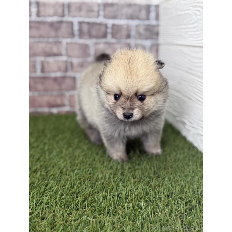 販売中の三重県のポメラニアン-438679の6枚目