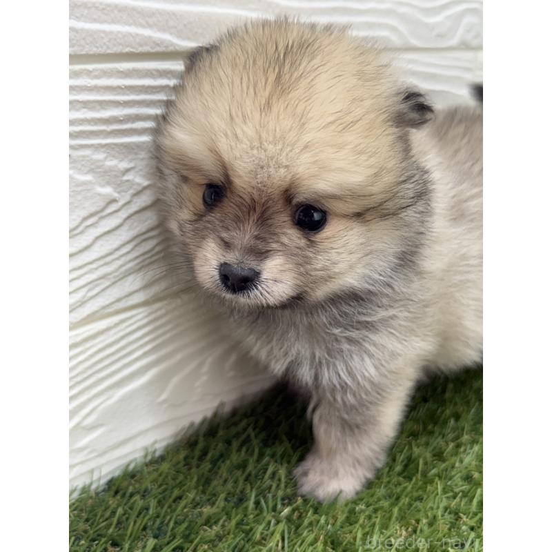 販売中の三重県のポメラニアン-438679の5枚目