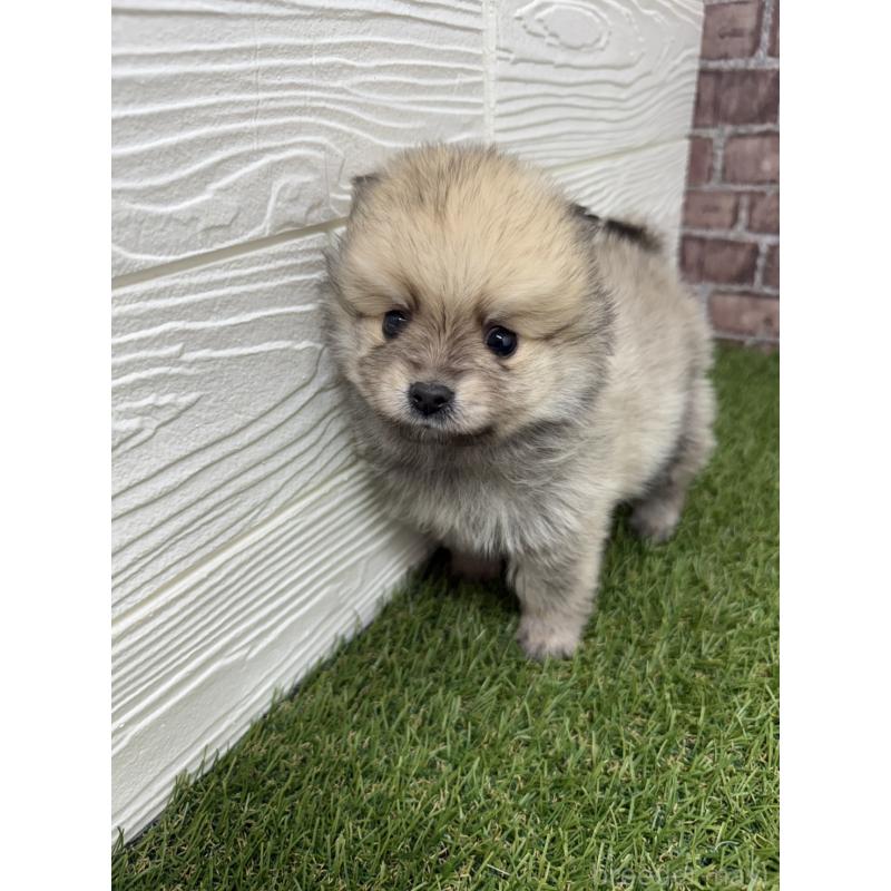 販売中の三重県のポメラニアン-438679の4枚目