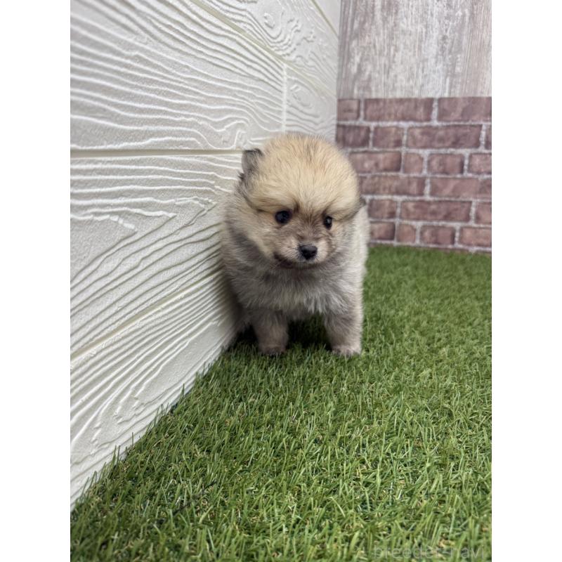 販売中の三重県のポメラニアン-438679の3枚目