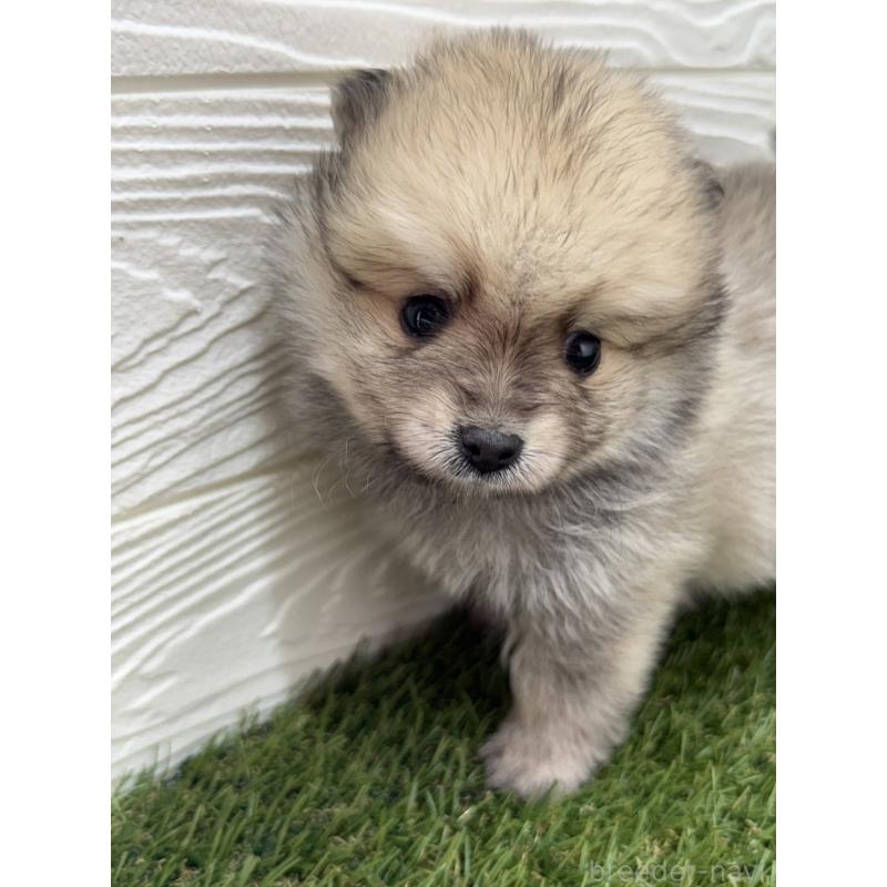 販売中の三重県のポメラニアン-438679の2枚目