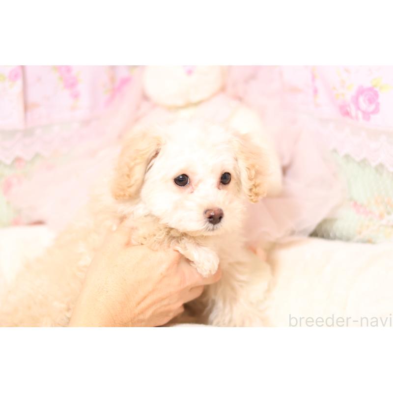 販売中の大阪府のティーカッププードル-438680の3枚目