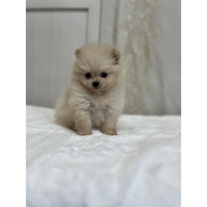 販売中の愛媛県のポメラニアン-438681の7枚目