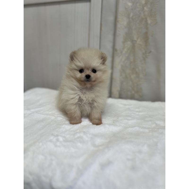 販売中の愛媛県のポメラニアン-438681の6枚目