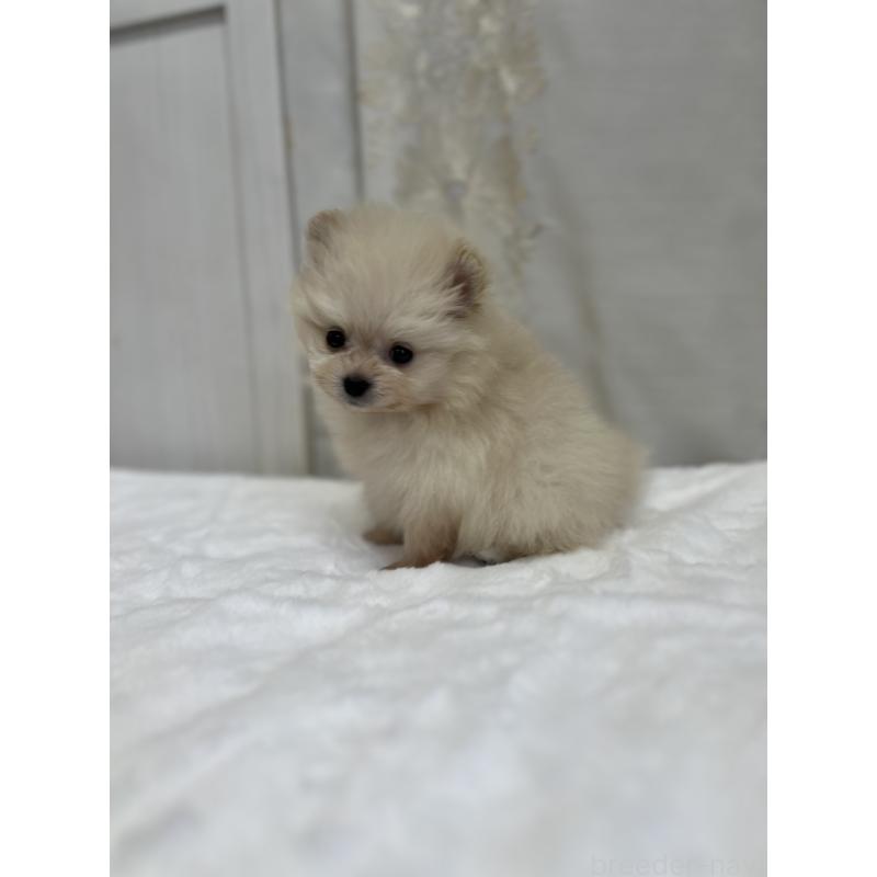 販売中の愛媛県のポメラニアン-438681の5枚目