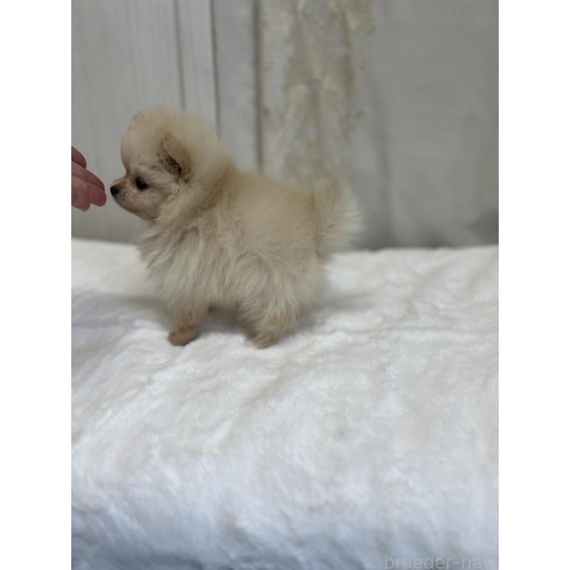 販売中の愛媛県のポメラニアン-438681の4枚目