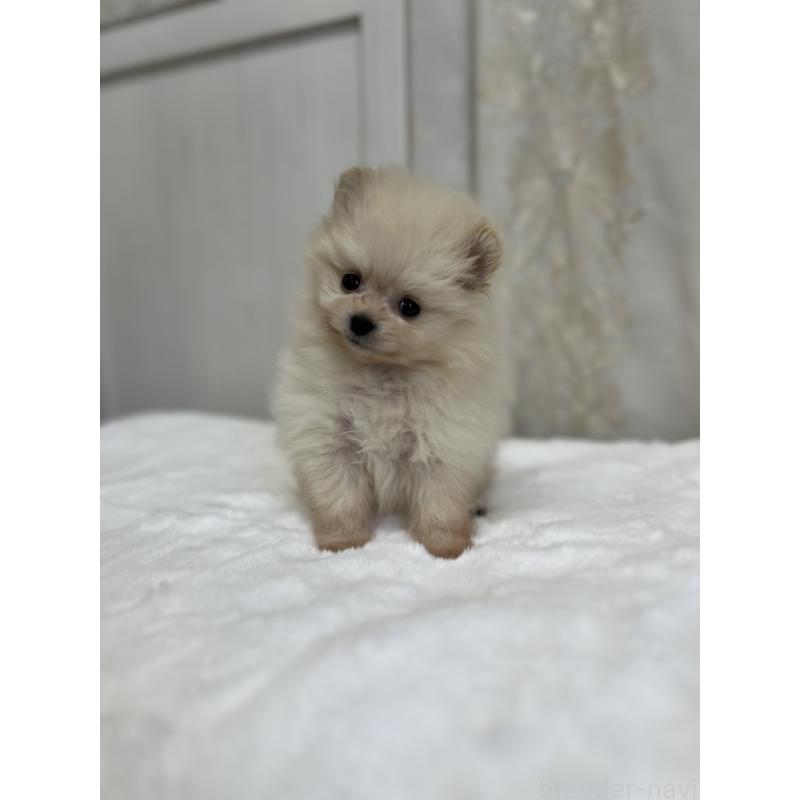 販売中の愛媛県のポメラニアン-438681の3枚目