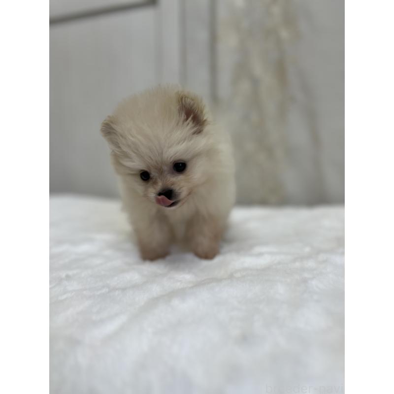 販売中の愛媛県のポメラニアン-438681の2枚目