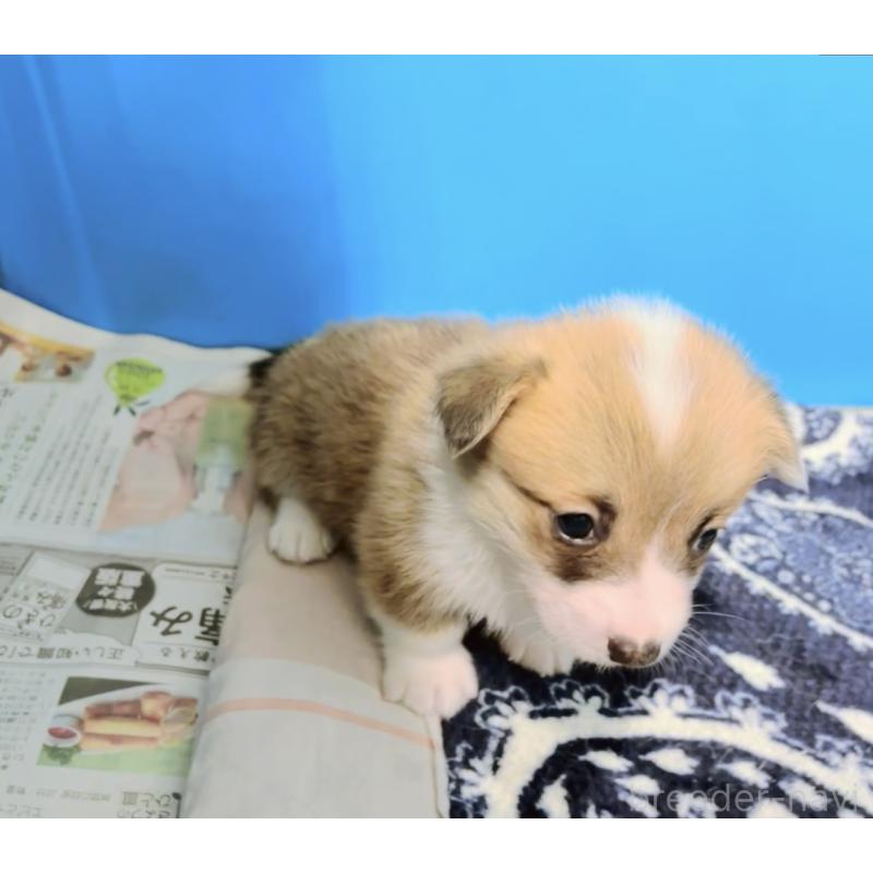 販売中の愛知県のウェルシュコーギーペンブローク-438682の4枚目