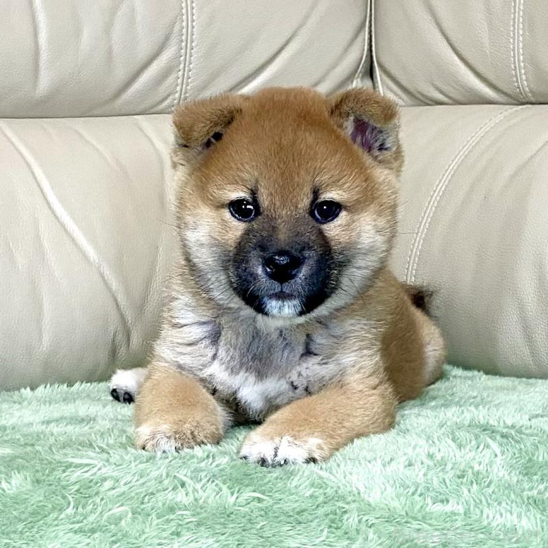 販売中の茨城県の柴犬-433845