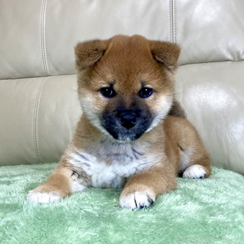 販売中の茨城県の柴犬-433851