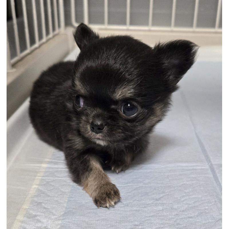 成約済の滋賀県のチワワ(ロングコート)-436388の4枚目